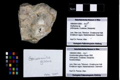 Foto (Objekt + Etikett) von Konidromites gibbus (Reuss 1858)  (NHMW-GEO-1990-0041-3956)